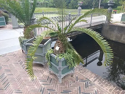 알텐슈타인소철 (Encephalartos altensteinii)