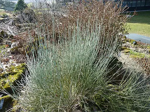 중마황 (Ephedra intermedia)