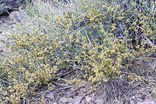 네바다마황 (Ephedra nevadensis)