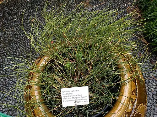 초마황 (Ephedra sinica)