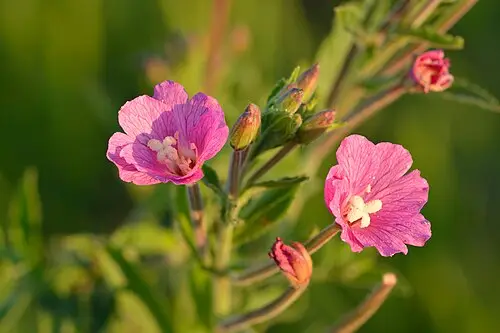 큰바늘꽃 (Epilobium hirsutum)