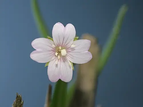 버들바늘꽃 (Epilobium palustre)