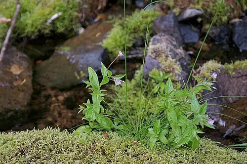 바늘꽃 (Epilobium pyrricholophum)