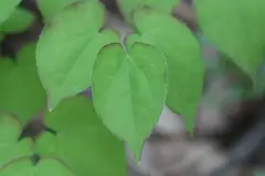 삼지구엽초