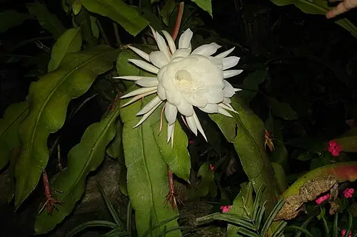 월하미인 (Epiphyllum oxypetalum)