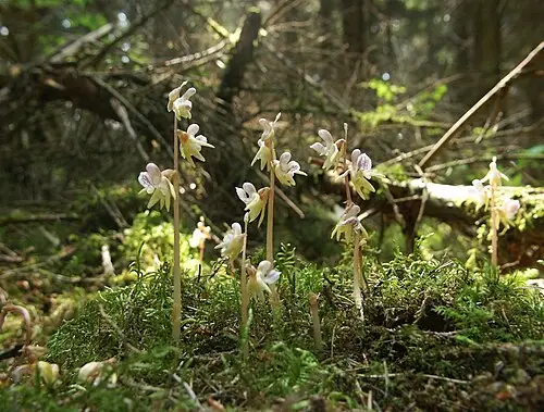 유령란 (Epipogium aphyllum)