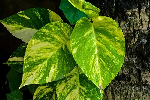 스킨답서스 (Epipremnum aureum)