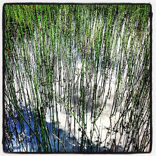 물속새 (Equisetum fluviatile)