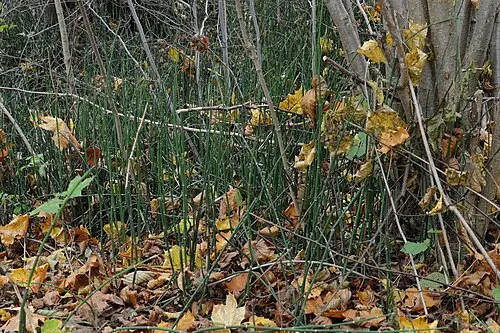 속새 (Equisetum hyemale)