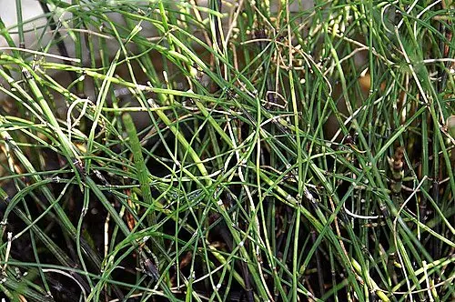 멕시코큰쇠뜨기 (Equisetum myriochaetum)
