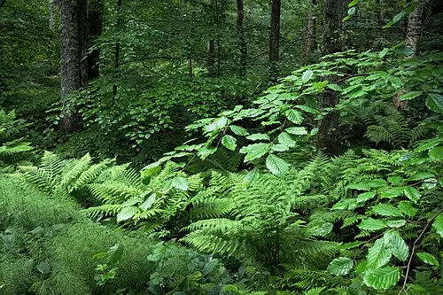 능수쇠뜨기 (Equisetum sylvaticum)