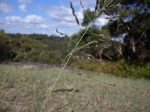 능수참새그령 (Eragrostis curvula)