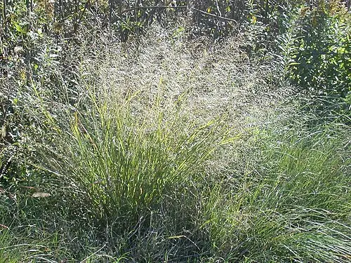 그령 (Eragrostis ferruginea)