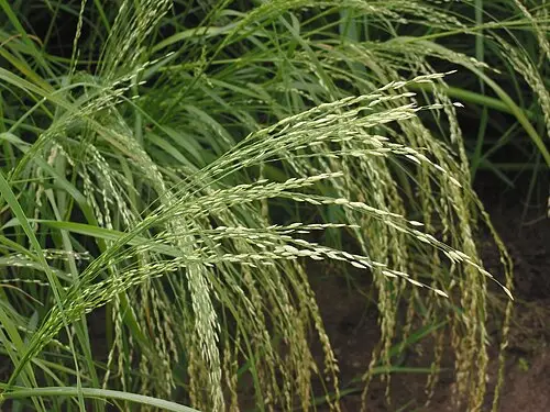 테프 (Eragrostis tef)