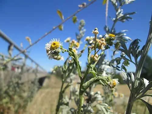 개망초 (Erigeron annuus)