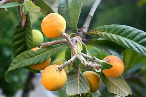 비파나무 (Eriobotrya japonica)