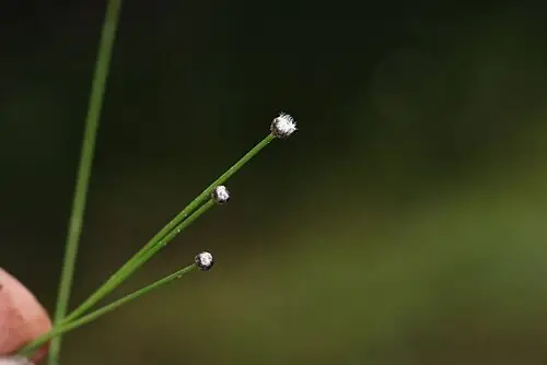 곡정초 (Eriocaulon cinereum)