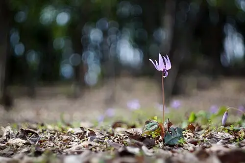 얼레지 (Erythronium japonicum)