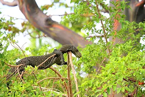 무지개유칼립투스 (Eucalyptus deglupta)