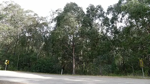 유칼립투스 (Eucalyptus globulus)