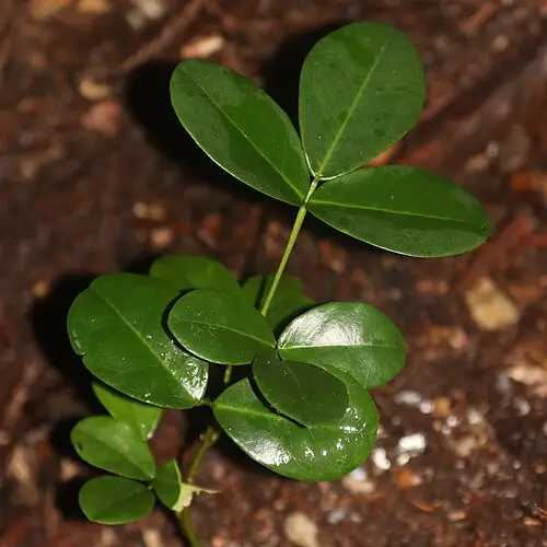 만년콩 (Euchresta japonica)