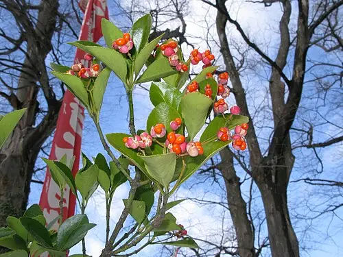 사철나무 (Euonymus japonicus)