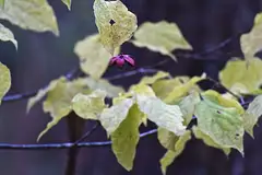 참회나무