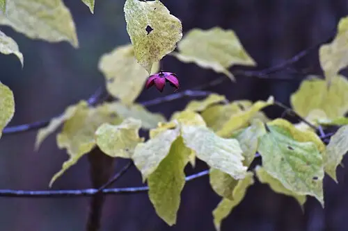 참회나무 (Euonymus oxyphyllus)