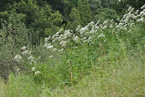 골등골나물 (Eupatorium lindleyanum)