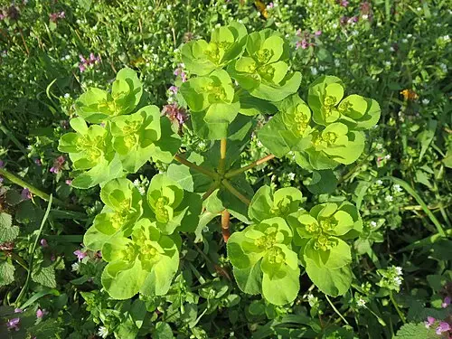 등대풀 (Euphorbia helioscopia)