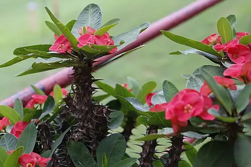 꽃기린 (Euphorbia milii)