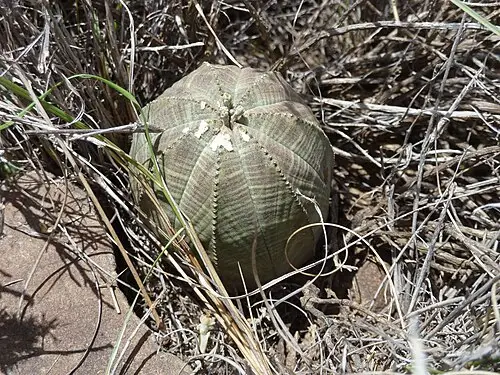 오베사 (Euphorbia obesa)
