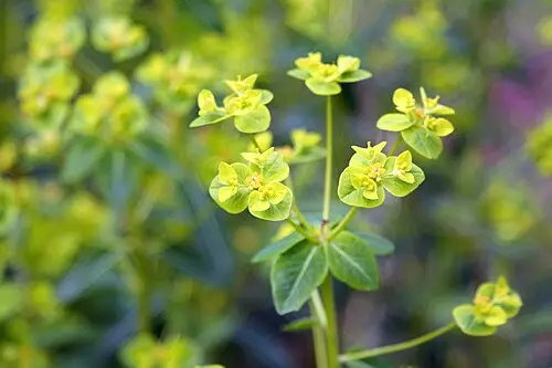 대극 (Euphorbia pekinensis)