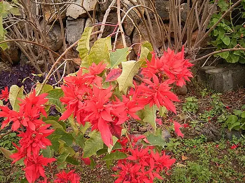 포인세티아 (Euphorbia pulcherrima)
