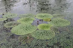 가시연