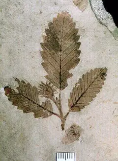 파곱시스