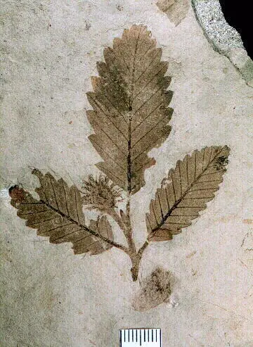 파곱시스 (Fagopsis longifolia)