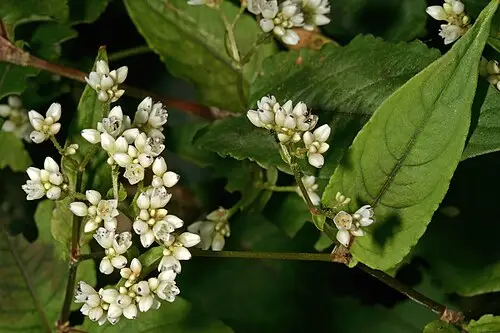 메밀 (Fagopyrum esculentum)