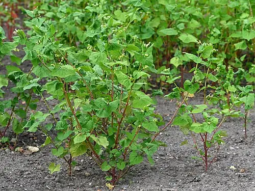 쓴메밀 (Fagopyrum tataricum)