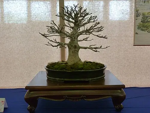 일본너도밤나무 (Fagus crenata)