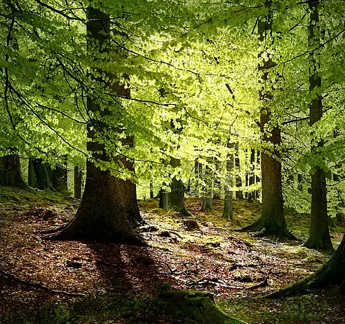 유럽너도밤나무 (Fagus sylvatica)