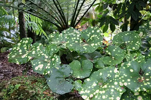 털머위 (Farfugium japonicum)