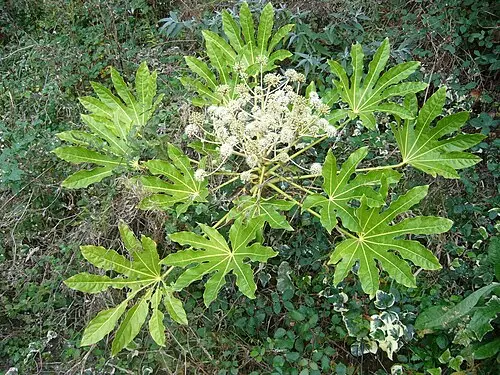 팔손이 (Fatsia japonica)