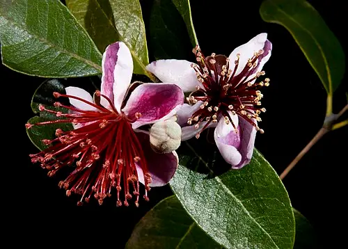 파인애플구아바 (Feijoa sellowiana)