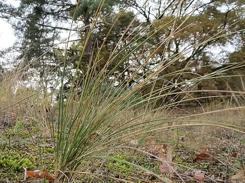김의털 (Festuca ovina)