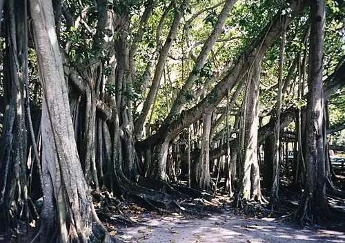 벵골보리수 (Ficus benghalensis)