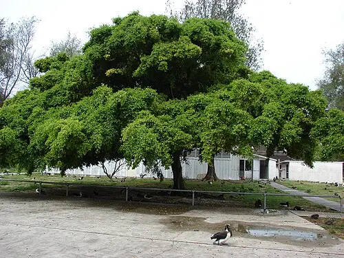 벤자민고무나무 (Ficus benjamina)