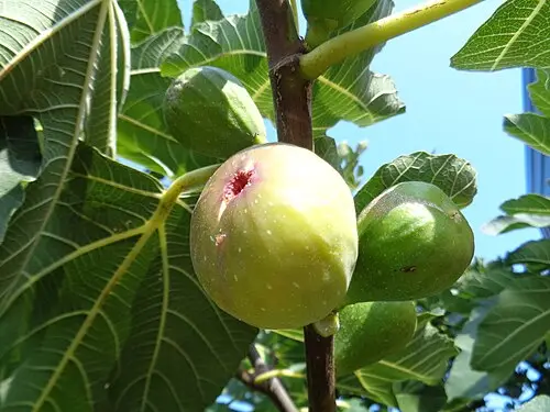 무화과나무 (Ficus carica)