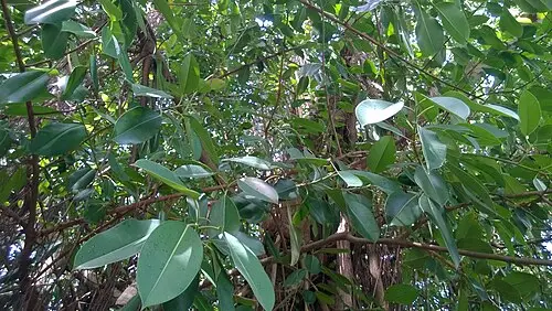 인도고무나무 (Ficus elastica)