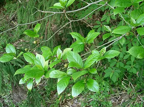 천선과나무 (Ficus erecta)